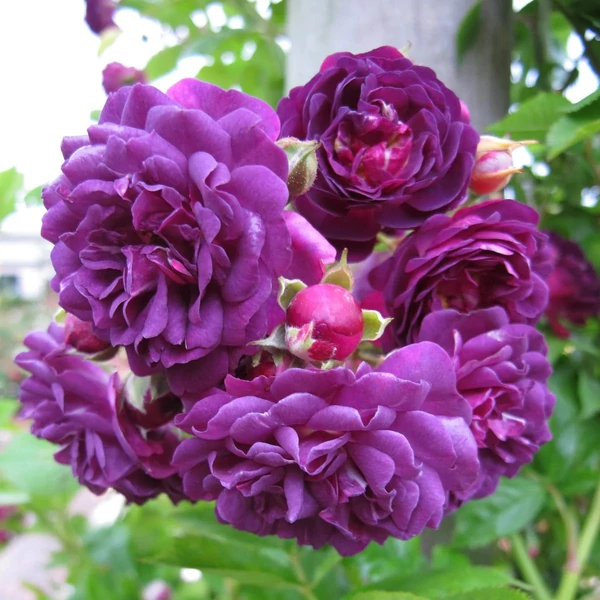 Rosa 'Bleu Magenta' - Lila, rambler, kúszó rózsa