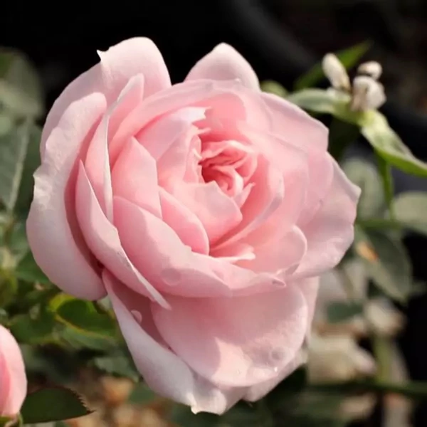 Rosa 'Blush Parade'® - Rózsaszín, törpe, mini rózsa