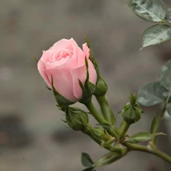 Rosa 'Blush Parade'® - Rózsaszín, törpe, mini rózsa