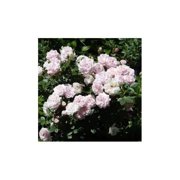 Rosa 'Blush Parade'® - Rózsaszín, törpe, mini rózsa