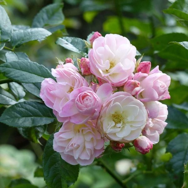 Rosa 'Bouquet Parfait®' - Fehér-rózsaszín, parkrózsa
