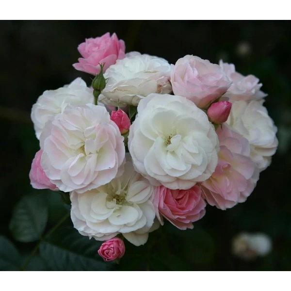 Rosa 'Bouquet Parfait®' - Fehér-rózsaszín, parkrózsa