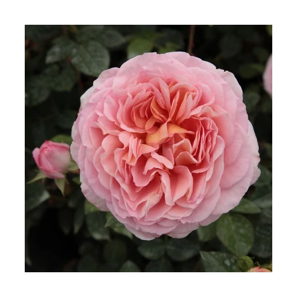 Rosa 'Candy Rain™' - Rózsaszín, angol rózsa