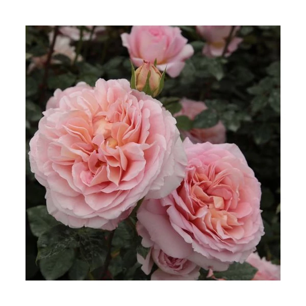 Rosa 'Candy Rain™' - Rózsaszín, angol rózsa