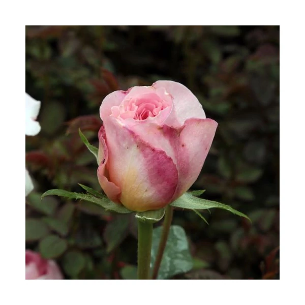 Rosa 'Candy Rain™' - Rózsaszín, angol rózsa