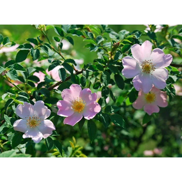 Rosa canina - Vadrózsa