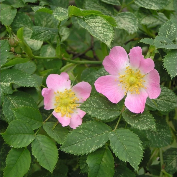 Rosa canina - Vadrózsa