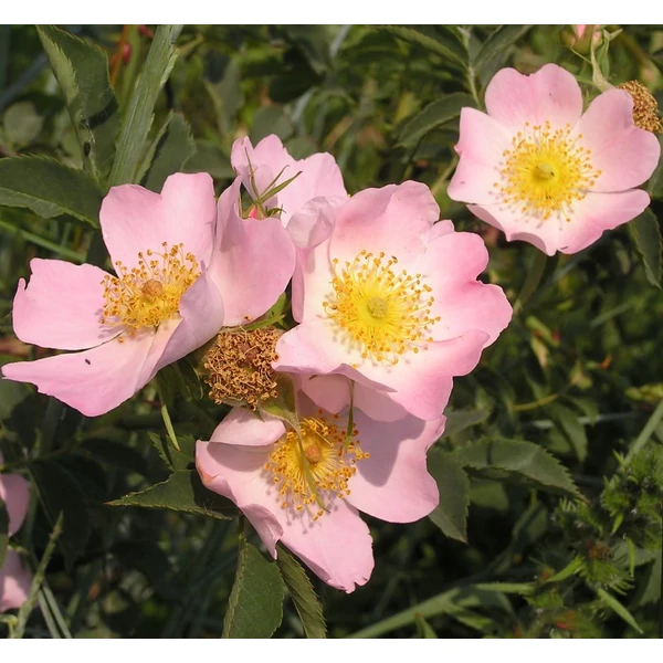 Rosa canina - Vadrózsa
