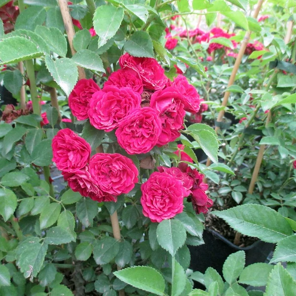 Rosa 'Chevy Chase' - Vörös, rambler, kúszórózsa