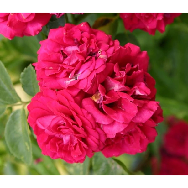 Rosa 'Chevy Chase' - Vörös, rambler, kúszórózsa