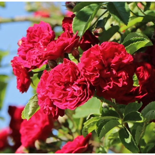 Rosa 'Chevy Chase' - Vörös, rambler, kúszórózsa