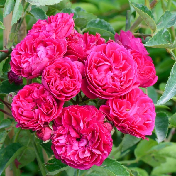Rosa 'Chevy Chase' - Vörös, rambler, kúszórózsa