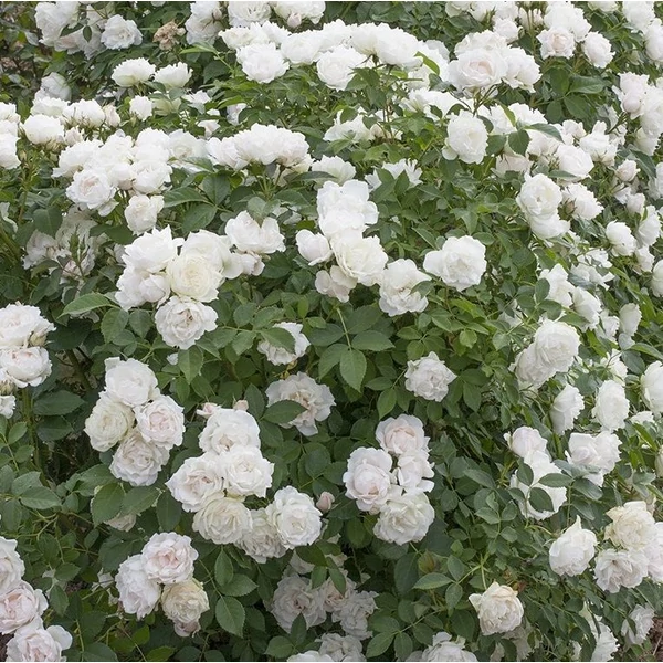 Rosa 'Creme Chantilly®' - Fehér, virágágyi floribunda rózsa