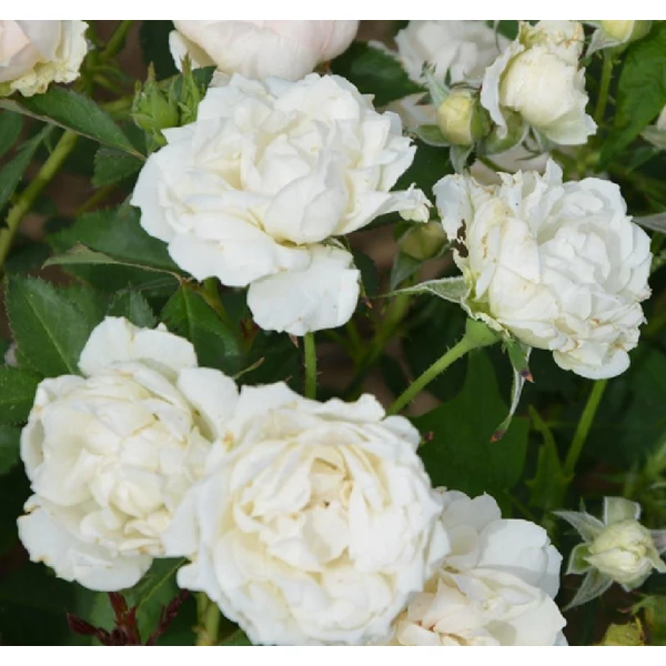 Rosa 'Creme Chantilly®' - Fehér, virágágyi floribunda rózsa