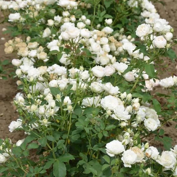 Rosa 'Creme Chantilly®' - Fehér, virágágyi floribunda rózsa