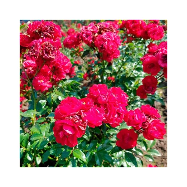 Rosa 'Fairy Dance' - Vörös, virágágyi polianta rózsa