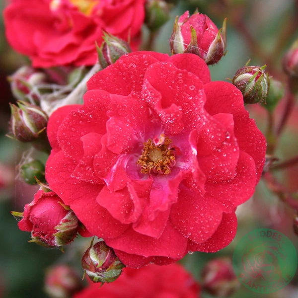 Rosa 'Fairy Dance' (syn.: 'HARward') - Polyantha talajtakaró rózsa (vörös)