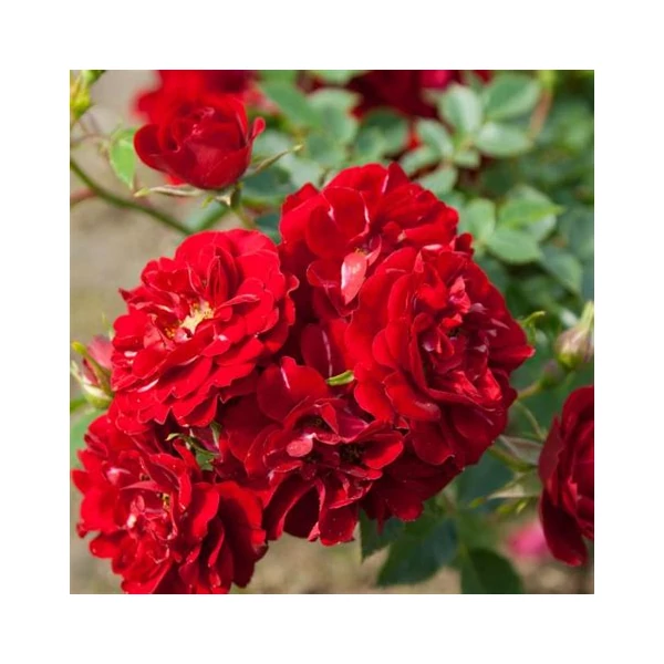 Rosa 'Fairy Dance' (syn.: 'HARward') - Polyantha talajtakaró rózsa (vörös)