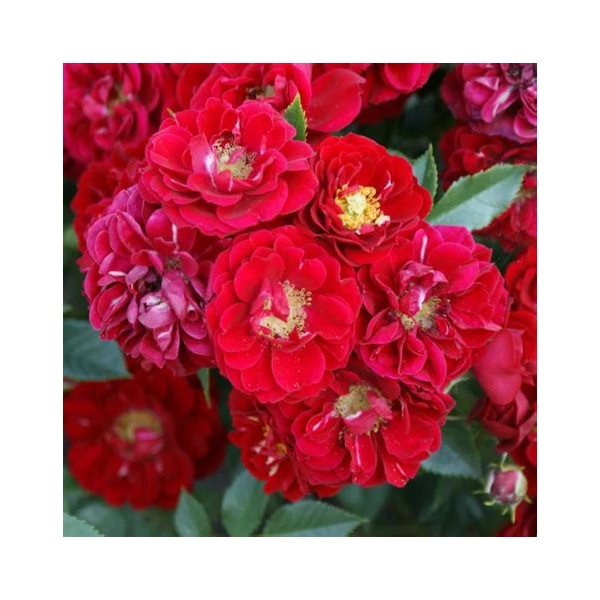 Rosa 'Fairy Dance' - Vörös, virágágyi polianta rózsa