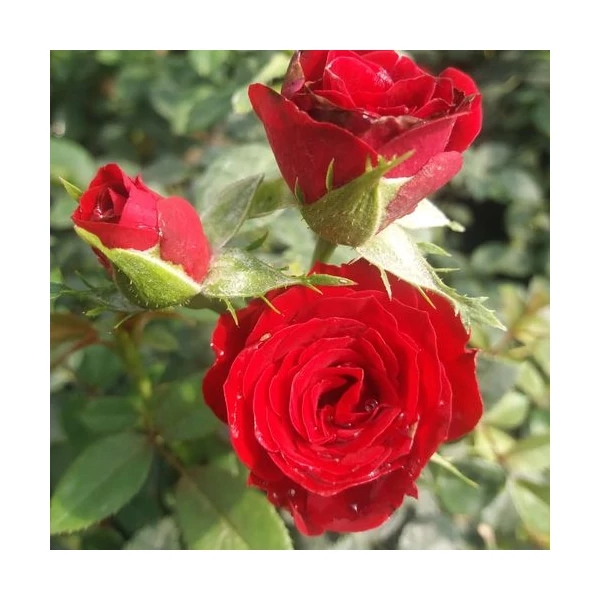 Rosa 'Festival®' - Vörös, törpe, mini rózsa