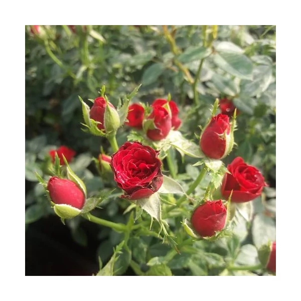 Rosa 'Festival®' - Vörös, törpe, mini rózsa