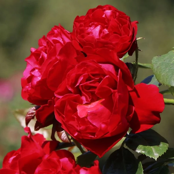 Rosa 'Florentina®' - Vörös rózsa