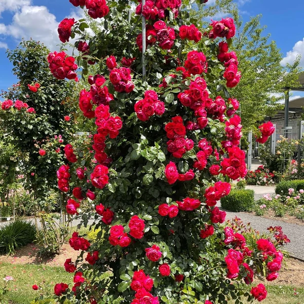Rosa 'Florentina®' - Vörös rózsa