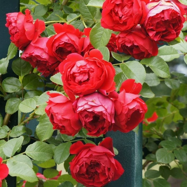 Rosa 'Florentina®' - Vörös rózsa