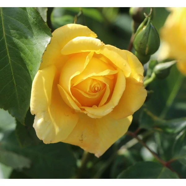 Rosa 'Golden Gate®' - Sárga, climber futó rózsa