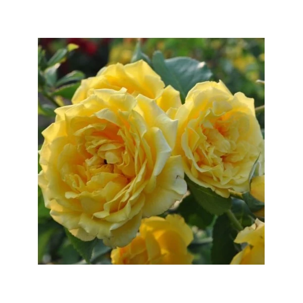 Rosa 'Golden Gate®' - Sárga, climber futó rózsa