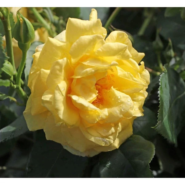 Rosa 'Golden Gate®' - Sárga, climber futó rózsa