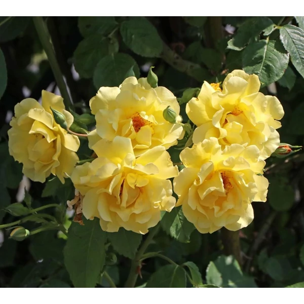 Rosa 'Golden Gate®' - Sárga, climber futó rózsa