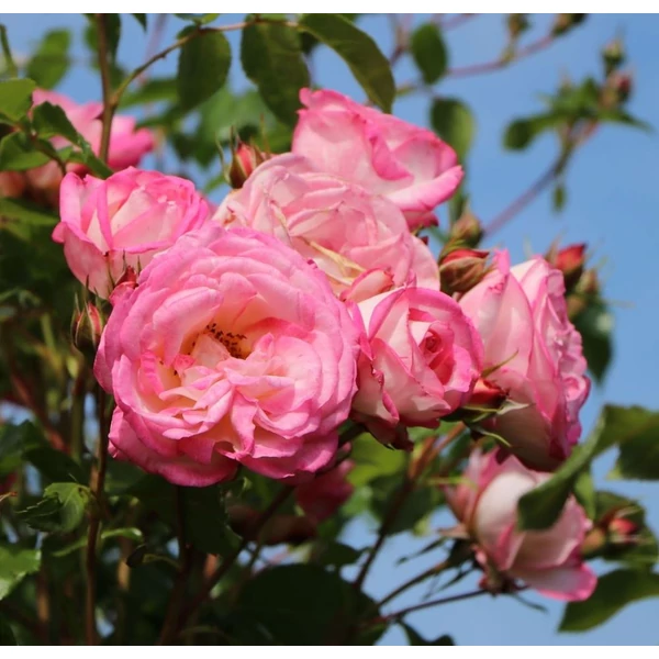 Rosa 'Harlekin®' - Rózsaszín-fehér, climber futó rózsa
