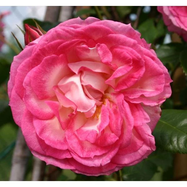 Rosa 'Harlekin®' - Rózsaszín-fehér, climber futó rózsa