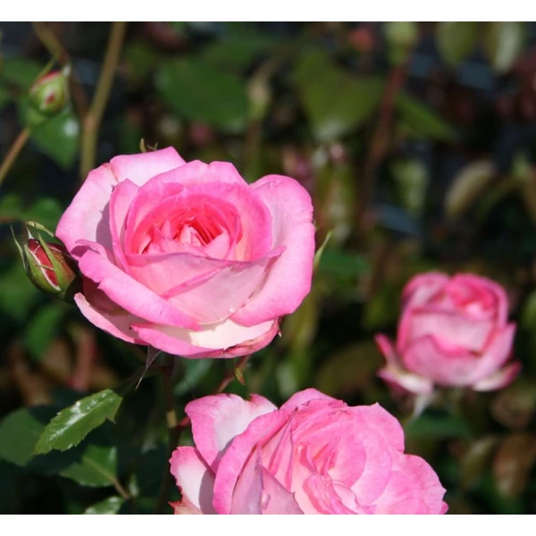 Rosa 'Harlekin®' - Rózsaszín-fehér, climber futó rózsa