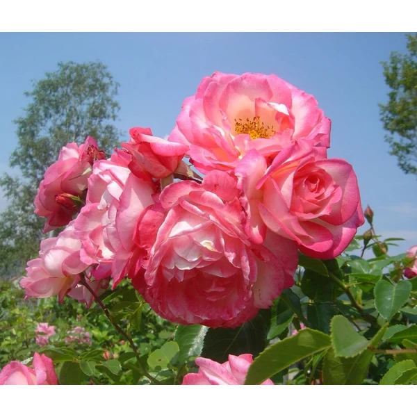 Rosa 'Harlekin®' - Rózsaszín-fehér, climber futó rózsa