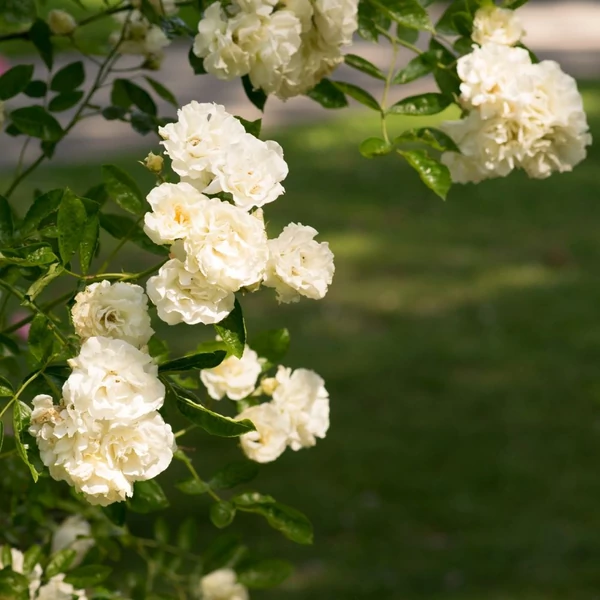 Rosa 'Ida Klemm' - Fehér, rambler, kúszó rózsa