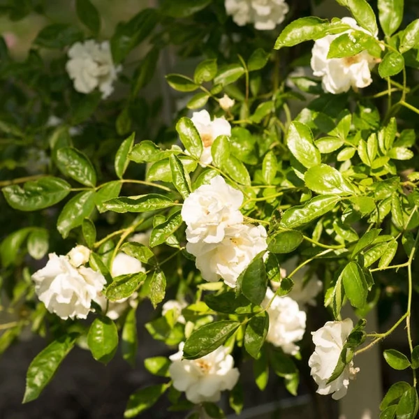 Rosa 'Ida Klemm' - Fehér, rambler, kúszó rózsa