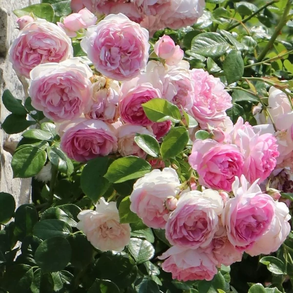 Rosa 'Jasmina®' - Rózsaszín, climber, futó rózsa