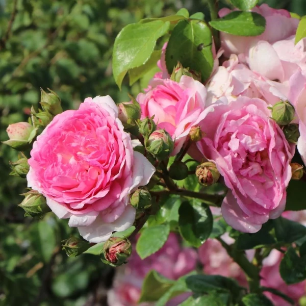 Rosa 'Jasmina®' - Rózsaszín, climber, futó rózsa