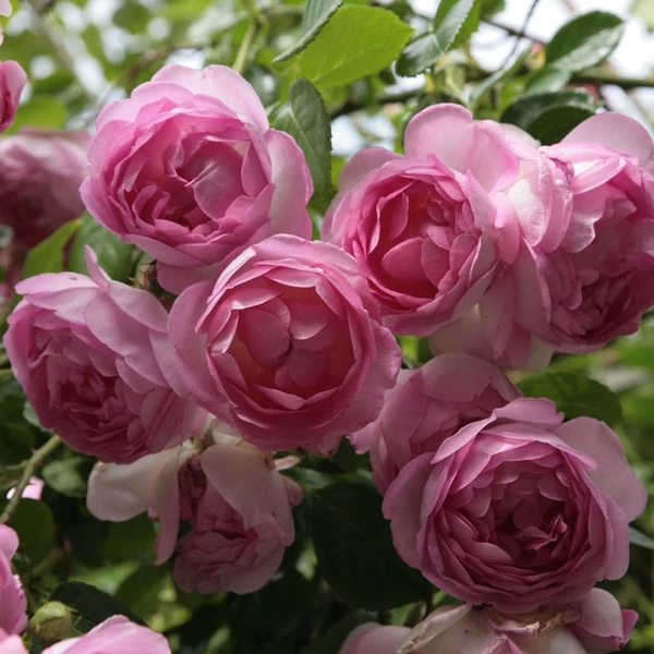 Rosa 'Jasmina®' - Rózsaszín, climber, futó rózsa