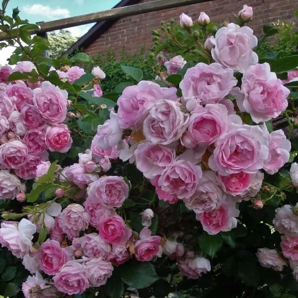 Rosa 'Jasmina®' - Rózsaszín, climber, futó rózsa