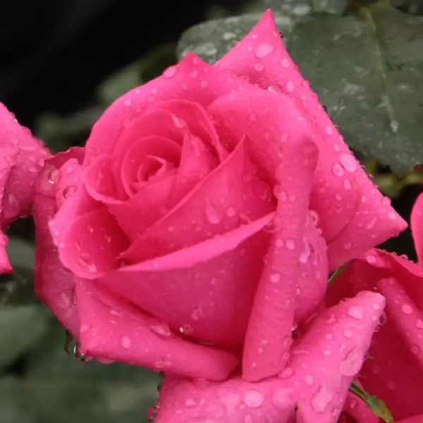 Rosa 'Lancôme' - Rózsaszín, teahibrid rózsa
