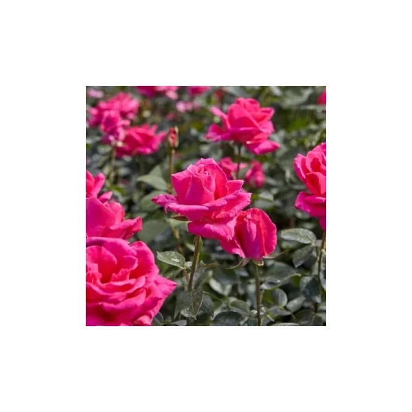 Rosa 'Lancôme' - Rózsaszín, teahibrid rózsa