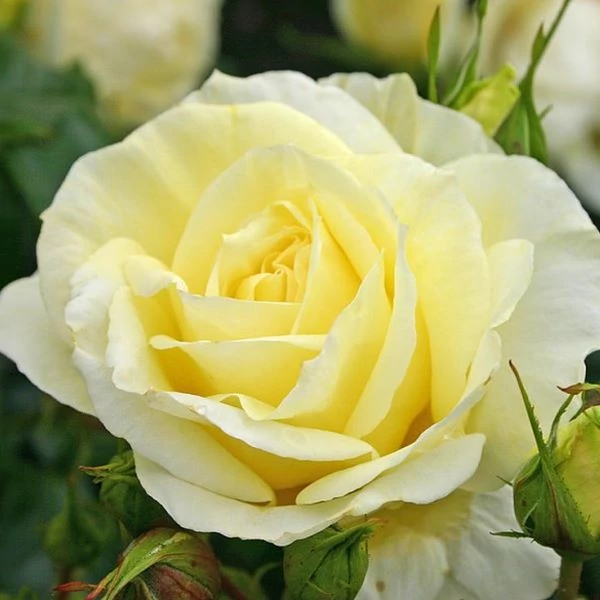 Rosa 'Limona ®' - Sárga teahibrid rózsa