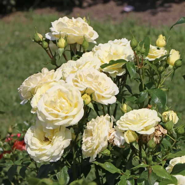 Rosa 'Limona ®' - Sárga teahibrid rózsa