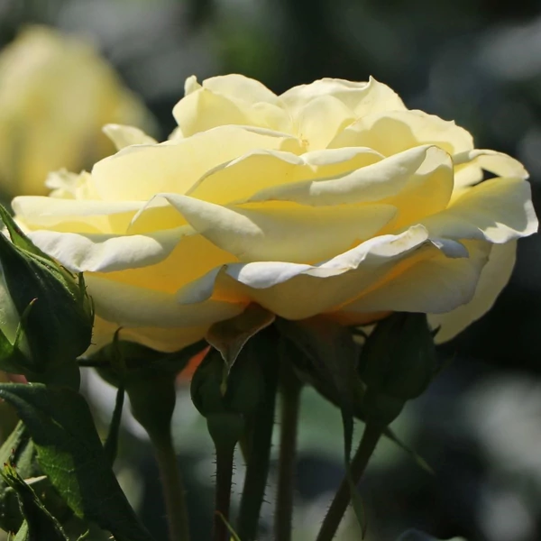 Rosa 'Limona ®' - Sárga teahibrid rózsa