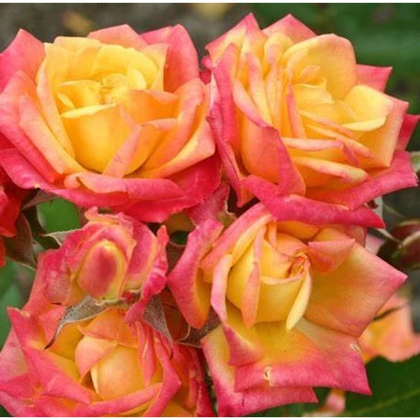 Rosa 'Little Sunset®' - Sárga-piros, törpe - mini rózsa
