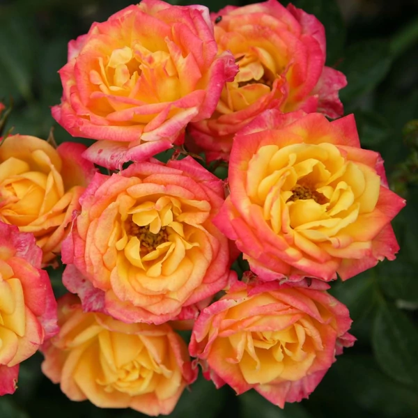 Rosa 'Little Sunset®' - Sárga-piros, törpe - mini rózsa