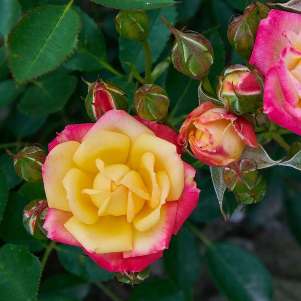 Rosa 'Little Sunset®' - Sárga-piros, törpe - mini rózsa